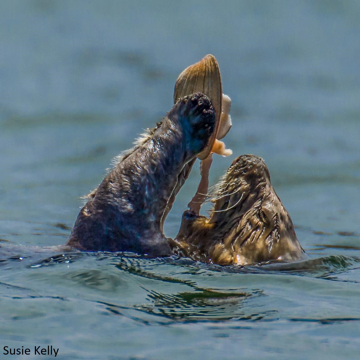 Photo of a sea otter floating on its back as it eats a clam.